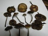 Psilocybe azurescens image