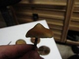 Psilocybe azurescens image