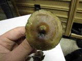 Psilocybe azurescens image