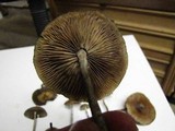 Psilocybe azurescens image