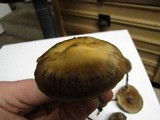 Psilocybe azurescens image