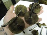 Psilocybe azurescens image