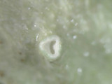 Ramalina americana image