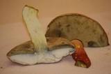 Boletochaete bicolor image