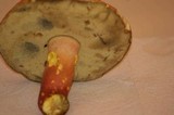 Boletochaete bicolor image