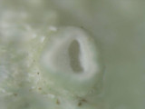 Ramalina americana image