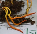 Clavulinopsis laeticolor image