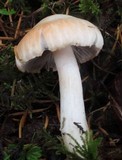 Inocybe whitei image