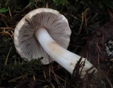 Inocybe whitei image