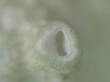Ramalina americana image