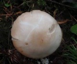 Inocybe whitei image