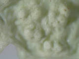 Ramalina americana image
