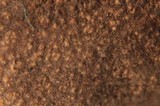 Elaphomyces granulatus image