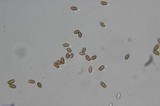 Psilocybe pelliculosa image