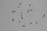 Psilocybe pelliculosa image