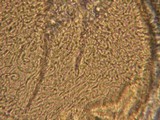 Endogone lactiflua image