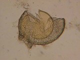 Endogone lactiflua image