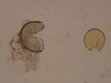 Endogone lactiflua image