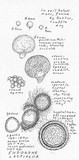 Endogone lactiflua image