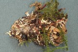 Onygena corvina image