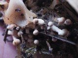 Onygena corvina image