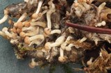 Onygena corvina image