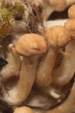 Onygena corvina image