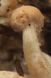 Onygena corvina image