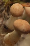 Onygena corvina image