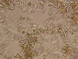 Onygena corvina image