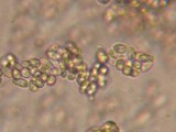Onygena corvina image