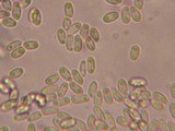 Onygena corvina image