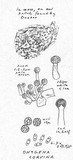 Onygena corvina image