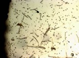 Peziza badia image