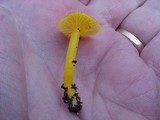 Hygrocybe ceracea image