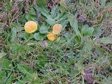 Hygrocybe ceracea image