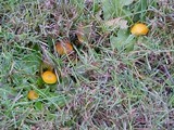 Hygrocybe ceracea image