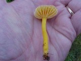 Hygrocybe ceracea image