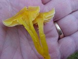 Hygrocybe ceracea image