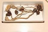 Psilocybe barrerae image