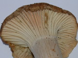 Cuphophyllus pratensis image