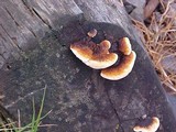Gloeophyllum sepiarium image