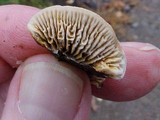 Gloeophyllum sepiarium image