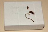 Psilocybe callosa image