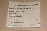 Psilocybe callosa image