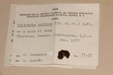 Psilocybe callosa image