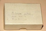 Psilocybe callosa image
