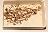 Psilocybe callosa image