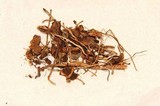 Psilocybe callosa image