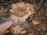 Armillaria solidipes image